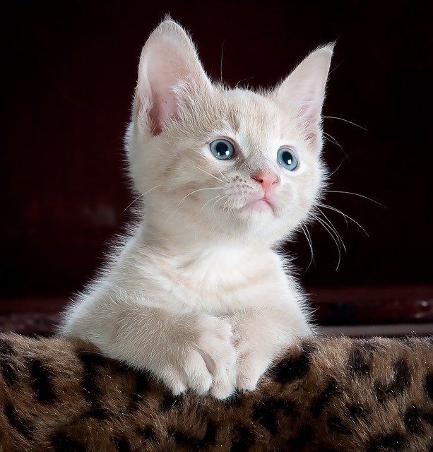 東京都内でオススメの猫カフェデートプラン スポットまとめ No Title Journal